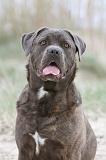 CANE CORSO 534